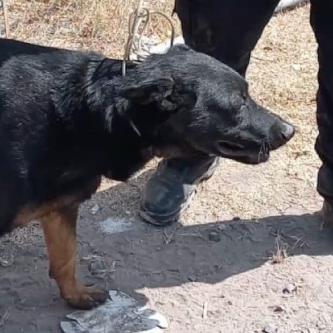 Alrededor de 300 Casos de Gusano Barrenador se han Atendido en Guanajuato